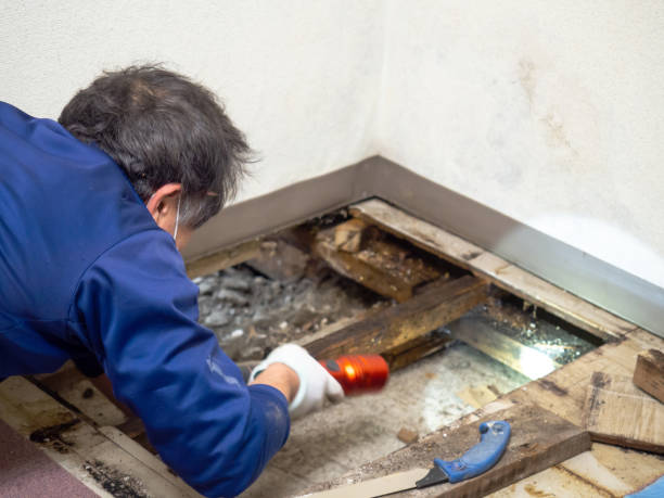 Certified Mold Removal in North Laurel, MD