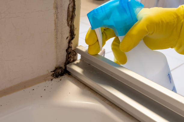 Best Fast Mold Removal  in North Laurel, MD