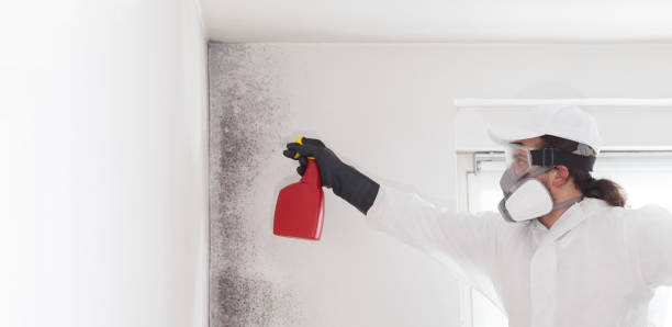 North Laurel, MD Mold Removal Company