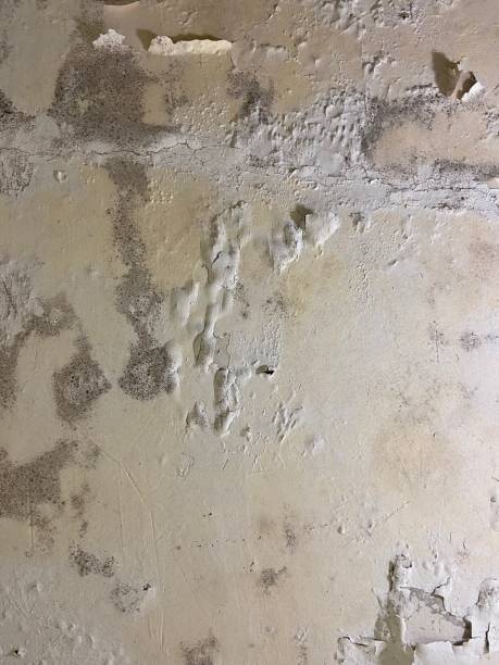 Best Mold Damage Repair  in North Laurel, MD