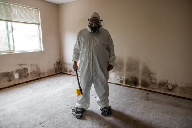 Best Toxic Mold Removal  in North Laurel, MD