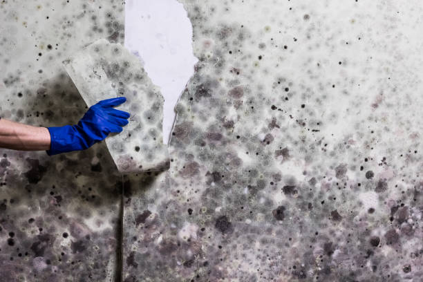  North Laurel, MD Mold Removal Pros