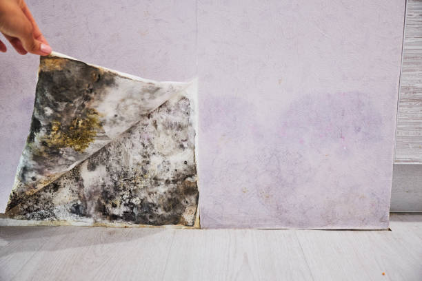 Best Local Mold Removal Service  in North Laurel, MD